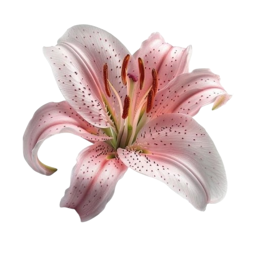 Transparent Flower